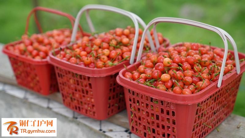 百亩玛瑙红樱桃已经抢“鲜”上市。