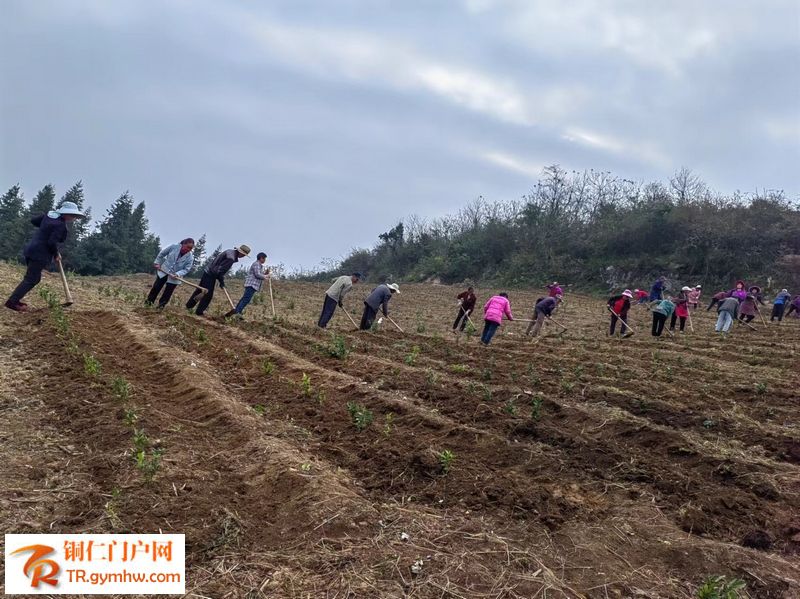白沙村的群众在幼龄茶园中套种高梁，实现生产劳动价值和土地资源利用率最大化。