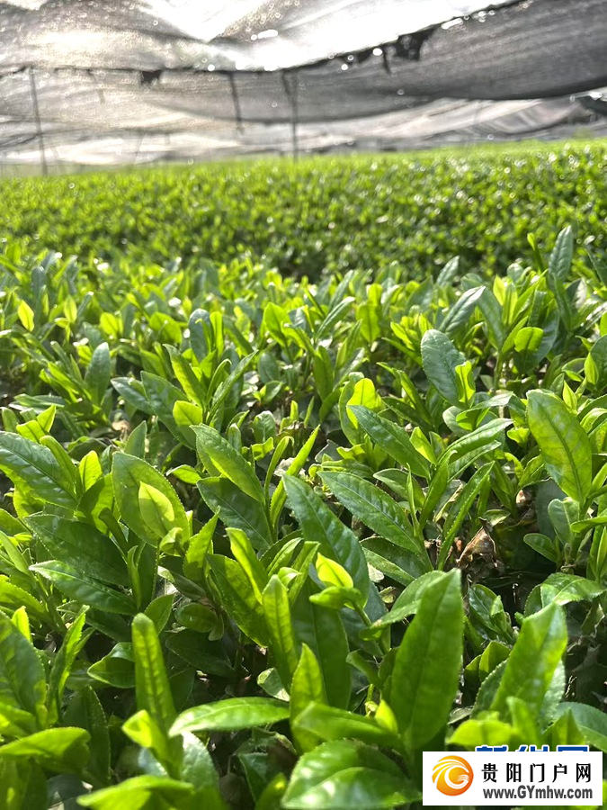 布局抹茶新赛道 安顺茶走向国际大市场(图2) 布局抹茶新赛道 安顺茶走向国际大市场(图2)